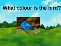 What colour is the bird?