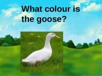 What colour is the goose?