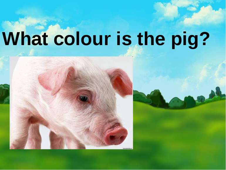What colour is the pig?