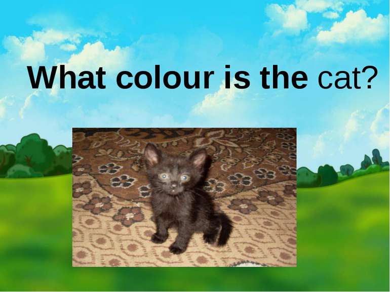 What colour is the cat?