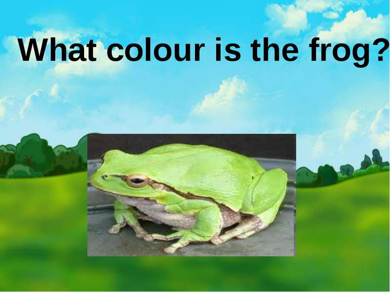 What colour is the frog?