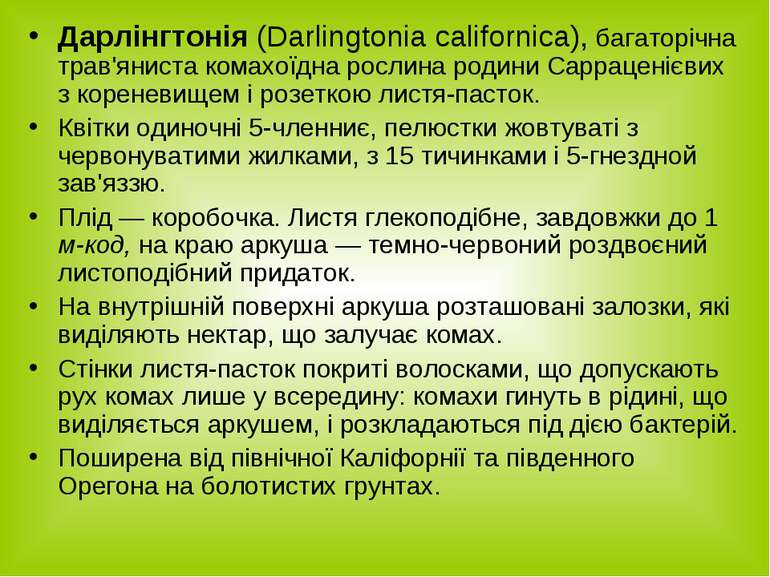 Дарлінгтонія (Darlingtonia californica), багаторічна трав'яниста комахоїдна р...