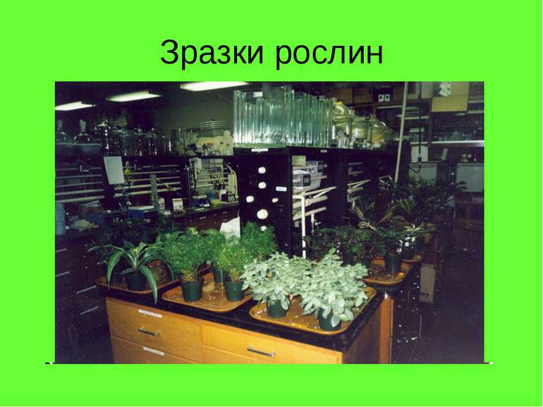 Зразки рослин