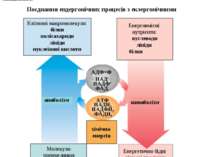 Поєднання ендергонічних процесів з екзергонічними Життєво необхідні процеси –...