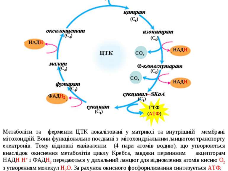- 2. Цикл трикарбонових кислот Цикл трикарбонових кислот (цикл Кребса, цитрат...