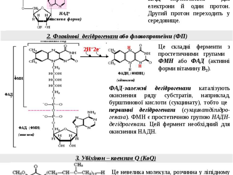 3. Убіхінон – коензим Q (КоQ) 2. Флавінові дегідрогенази або флавопротеїни (Ф...