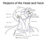 Regions of the Head and Neck