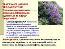 ТРАГАКАНТ - GUMMI TRAGACANTHAE Різні види трагакантових астрагалів Astragalus...