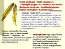 Слані ламінарії - Thalli Laminariae Ламінарія цукриста - Laminaria saccharina...