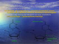 У нуклеїнових кислотах органічні основи сполучені N-глікозидним зв'язком з за...