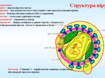 Структура вірусу Серцевина – нуклеїнова кислота і пов’язаний з нею протеїн вс...
