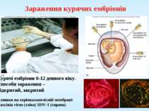 Зараження курячих ембріонів Бляшки на хоріоналантоїсній мембрані: Vaccinia vi...