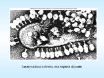 Бактеріальна клітина, яка вкрита фагами