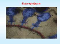 Бактеріофаги