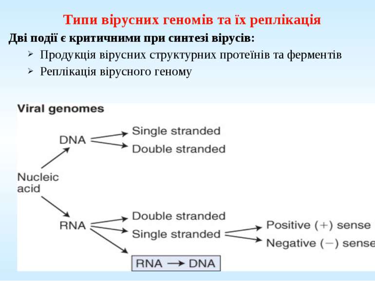 Типи вірусних геномів та їх реплікація Дві події є критичними при синтезі вір...