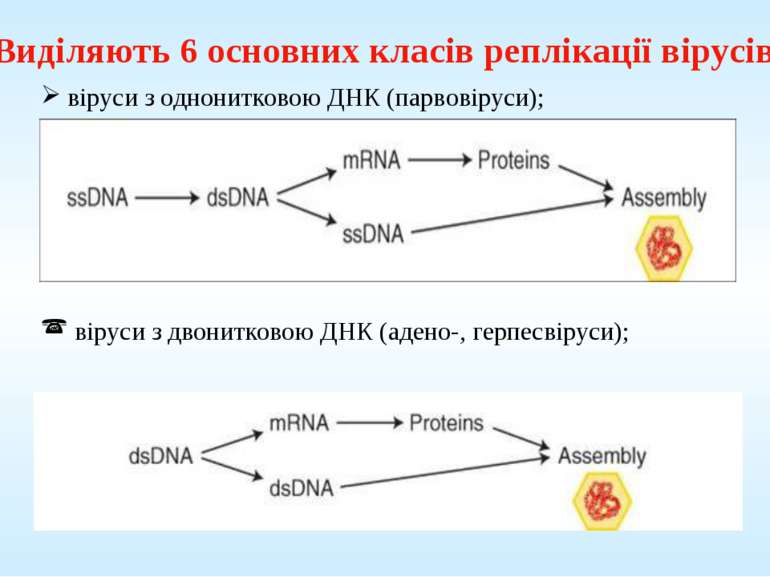 Виділяють 6 основних класів реплікації вірусів: віруси з однонитковою ДНК (па...