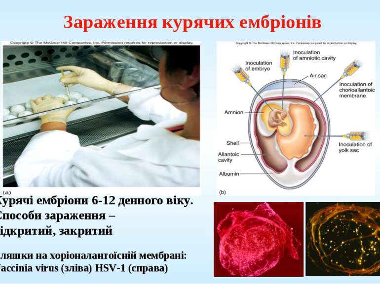 Зараження курячих ембріонів Бляшки на хоріоналантоїсній мембрані: Vaccinia vi...