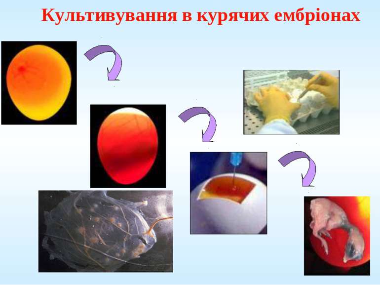 Культивування в курячих ембріонах