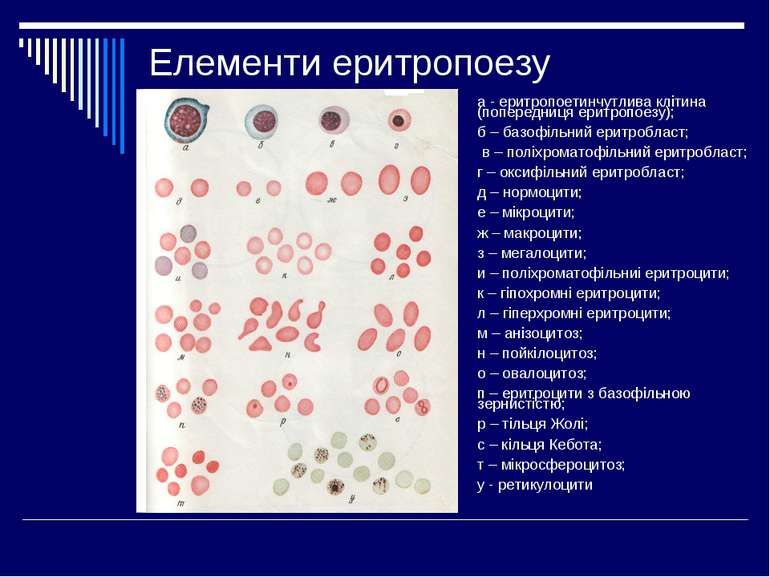 Елементи еритропоезу а - еритропоетинчутлива клітина (попередниця еритропоезу...