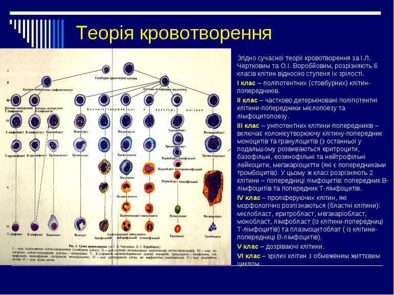 Теорія кровотворення Згідно сучасної теорії кровотворення за І.Л. Чертковим т...