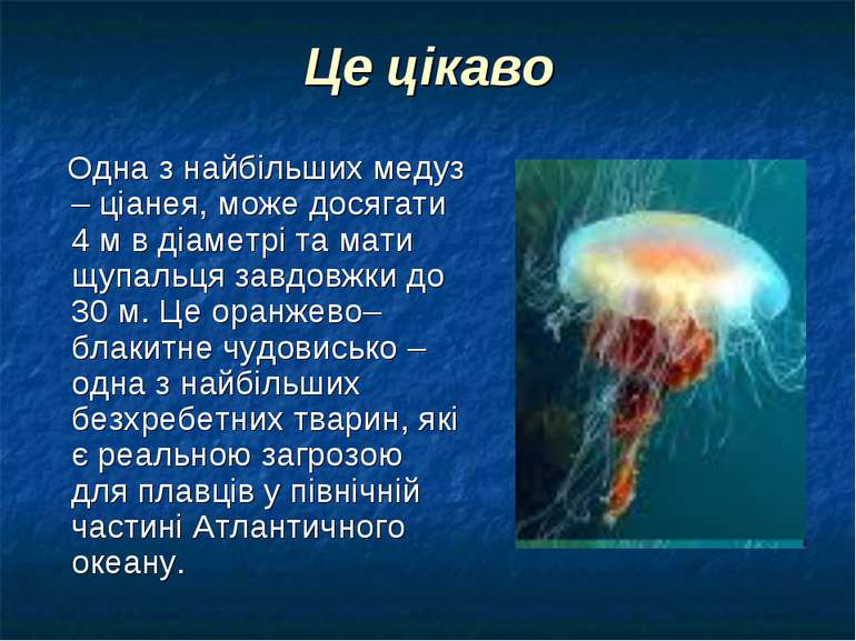 Це цікаво Одна з найбільших медуз – ціанея, може досягати 4 м в діаметрі та м...