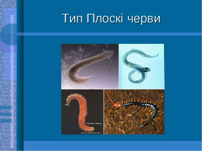 Тип Плоскі черви