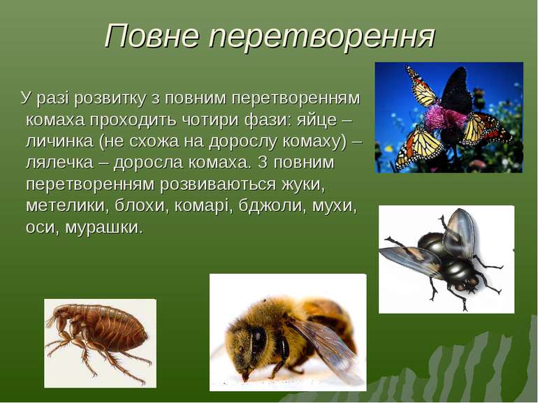 Повне перетворення У разі розвитку з повним перетворенням комаха проходить чо...
