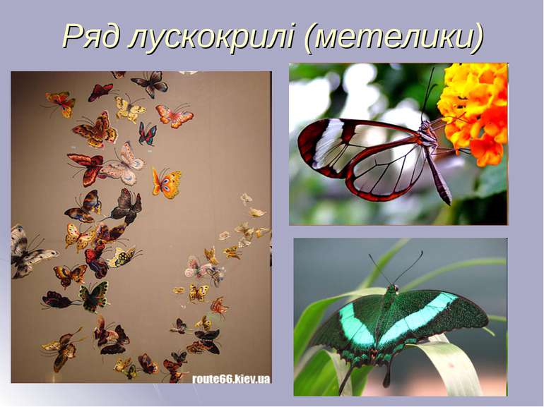 Ряд лускокрилі (метелики)