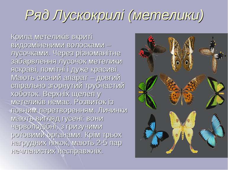 Ряд Лускокрилі (метелики) Крила метеликів вкриті видозміненими волосками – лу...