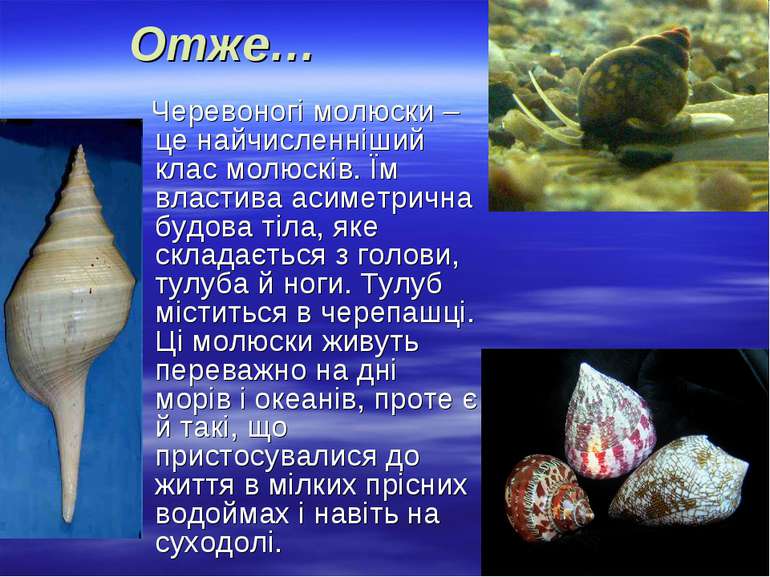 Отже… Черевоногі молюски – це найчисленніший клас молюсків. Їм властива асиме...