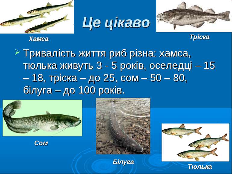 Це цікаво Тривалість життя риб різна: хамса, тюлька живуть 3 - 5 років, оселе...