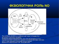 ФІЗІОЛОГІЧНА РОЛЬ NO The red blood cell (RBC) as a deliverer and 'sensor' of ...