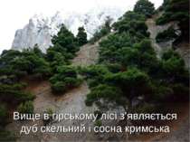 Вище в гірському лісі з’являється дуб скельний і сосна кримська