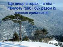 Ще вище в горах – в лісі – панують граб і бук разом із сосною кримською