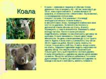Коала Коала— невелика тварина зі збитим тілом: довжина тіла становить 60—82 с...