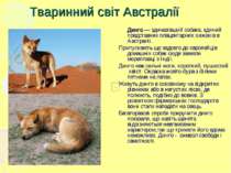 Тваринний світ Австралії Динго — здичавівший собака, єдиний представник плаце...