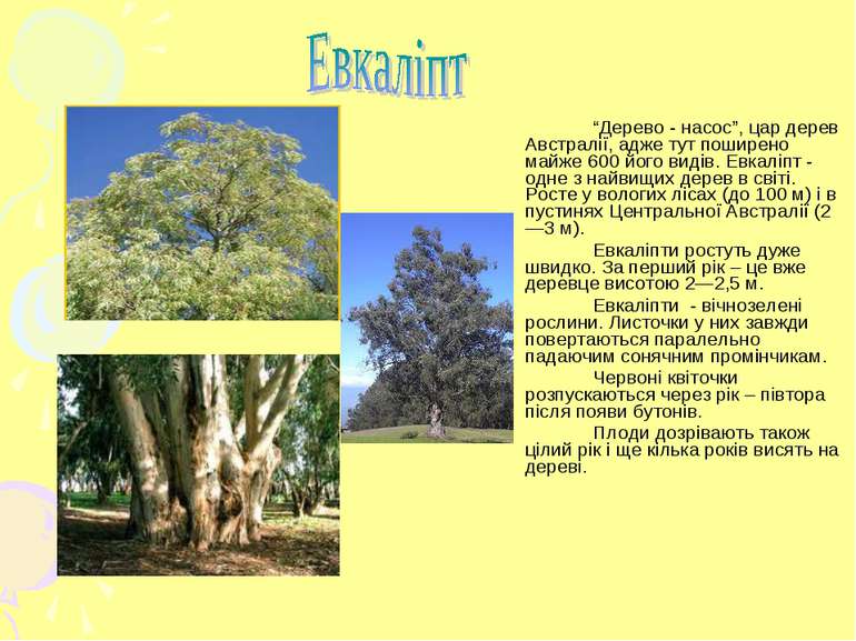 “Дерево - насос”, цар дерев Австралії, адже тут поширено майже 600 його видів...