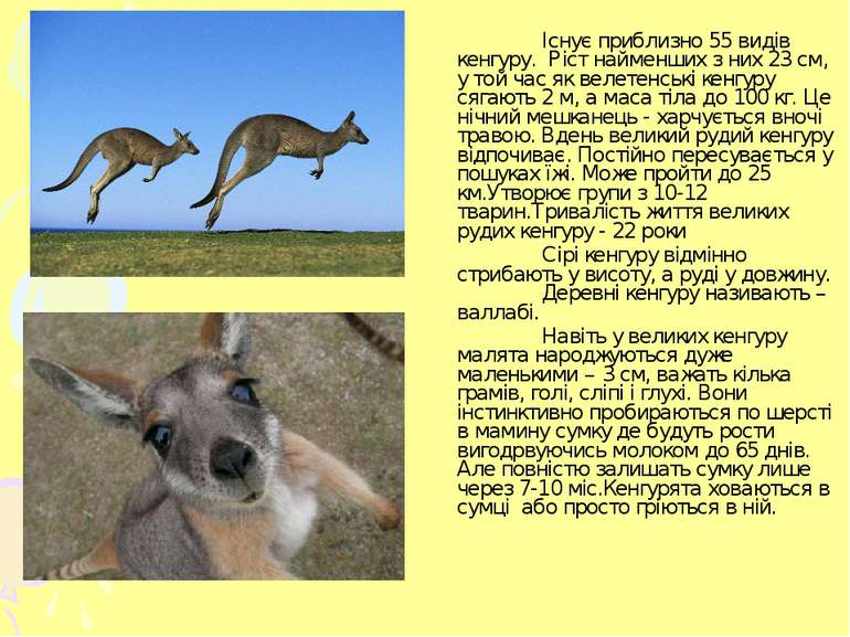 Існує приблизно 55 видів кенгуру. Ріст найменших з них 23 см, у той час як ве...