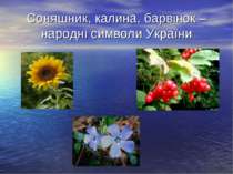 Соняшник, калина, барвінок – народні символи України