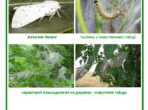 Американський білий метелик (Hyphantria cunea Drury) метелик /імаго/ гусіннь ...