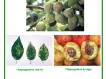 Шарка (віспа) слив (Plum pox potyvirus) Пошкоджені плоди Пошкоджене листя
