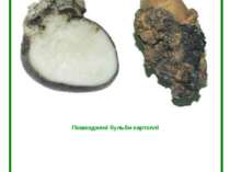 Рак картоплі (Synchytrium endobioticum Perc.) Пошкоджені бульби картоплі