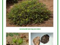 ПАСЛЬОН КОЛЮЧИЙ (Solanum rostratum Dun.) загальний вигляд рослини плід насіння
