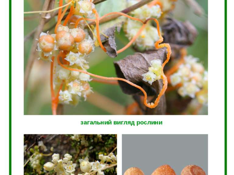 ПОВИТИЦЯ ПОЛЬОВА (Сuscuta campestris Junck.) загальний вигляд рослини квіти н...