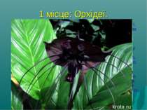 1 місце: Орхідеї. Сімейство цих рослин - одне з найчисленніших у світі. Воно ...