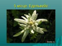 5 місце: Едельвейс найромантичніша рослина - Едельвейс. Насправді йдеться не ...