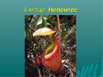 4 місце: Непентес найбільша хижа рослина, здатна переварювати найбільшу здоби...
