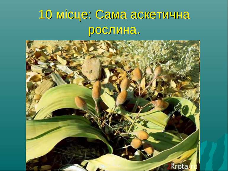 10 місце: Сама аскетична рослина. Вельвичия - росте на півдні Африки, в пусте...