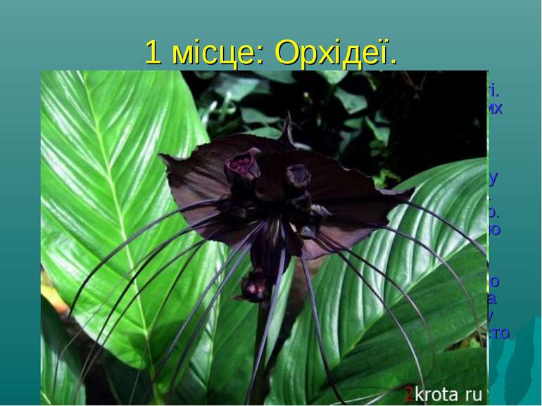1 місце: Орхідеї. Сімейство цих рослин - одне з найчисленніших у світі. Воно ...