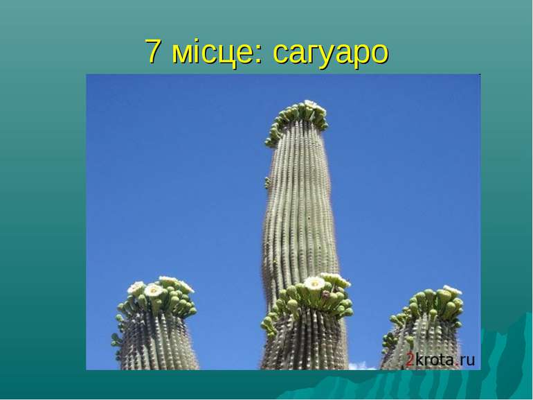 7 місце: сагуаро найбільший кактус у світі, сагуаро, росте в Мексиці і штаті ...